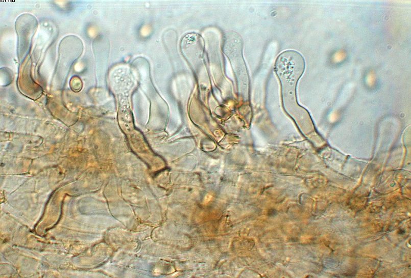 Simocybe haustellaris   ( Fr. )   Watling